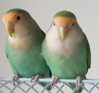 牡丹鹦鹉绿金鼎怎么看多大