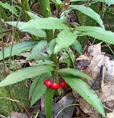 朱砂莲小罗伞八爪金龙