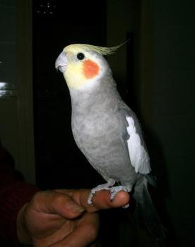 应该是玄凤鹦鹉吧!