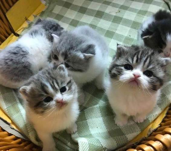 蓝白英短虎斑猫