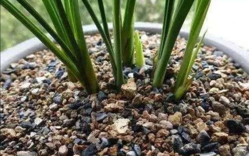 煤渣不要扔了用来养花好处多介绍3种煤渣养花的方法