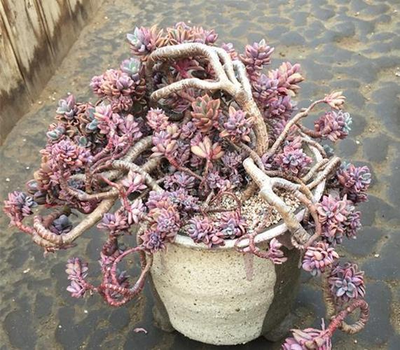 家有一老如有一宝多肉怎样养老桩从以下几个方面入手