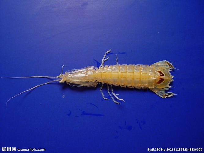 皮皮虾摄影图__海洋生物_生物世界_摄影图库_昵图网nipic.com