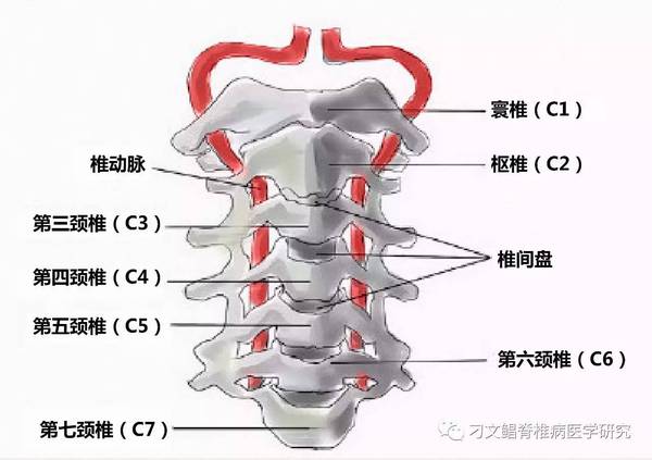 刁文鲳工作室:颈椎中通往大脑的秘密通道-椎动脉