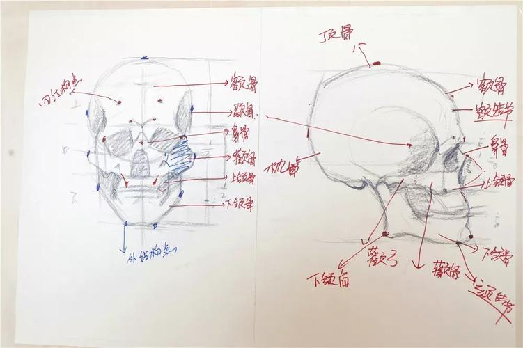 再次,赵老师为我们讲解的是头骨侧面的结构和绘画要点.