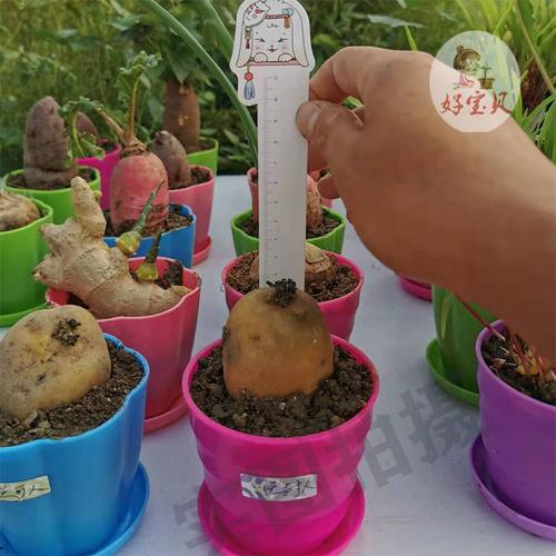 好宝贝培土发芽土豆幼儿园儿童儿童观观察日记植物绿植