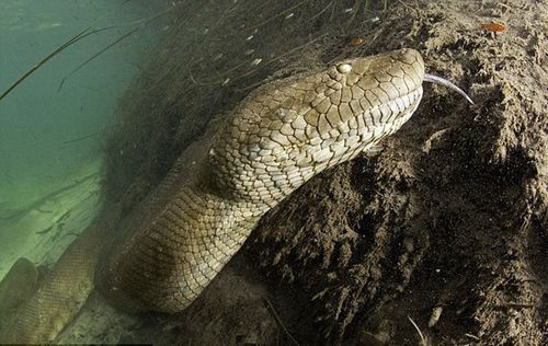 近日,一位来自瑞士的"蟒蛇迷"深赴巴西热带丛林,与巨型水蟒在水下亲密