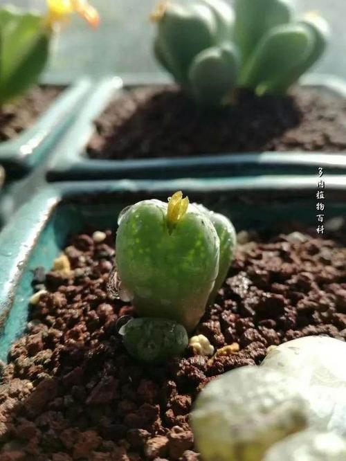 荧光玉,黄色花,夜开型,白天闭合,自带夜来香气味,超喜欢!