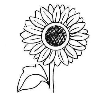 向日葵怎么画简单好看向日葵简笔画教程