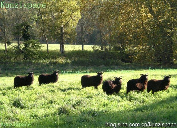 黑羊blacksheep