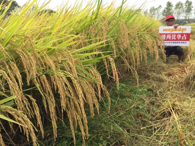 隆两优华占——因品质,而出众;因出众,而受宠!