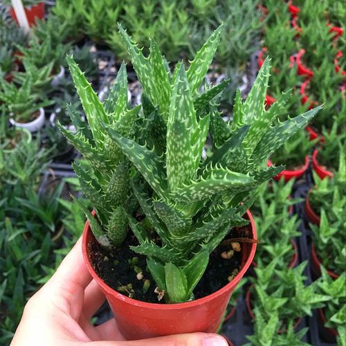 【基地直销】批发多肉植物 90翡翠殿 绿植小盆栽 观赏