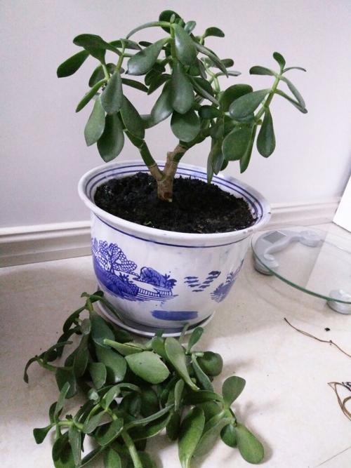 八宝树剪枝可以剪尖吗?