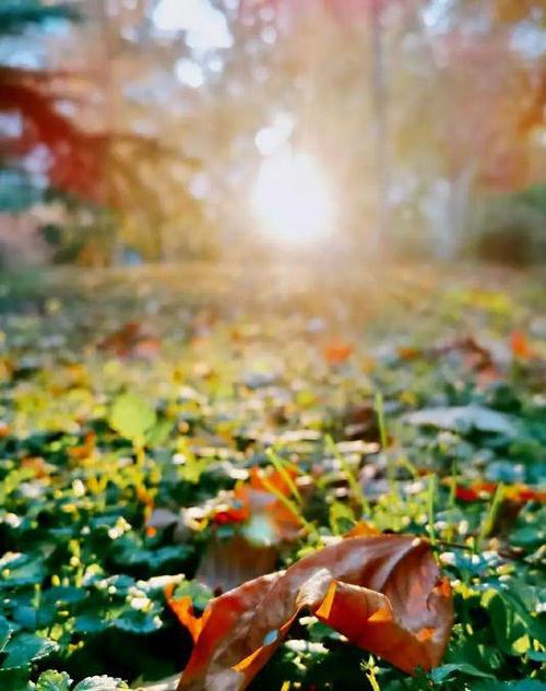 春去秋来,这是大自然给我们的一场唯美的谢幕.