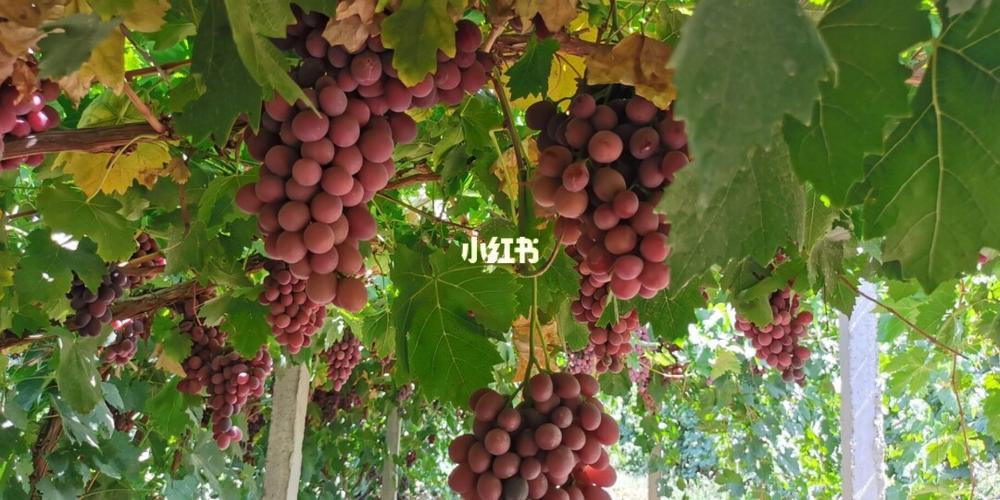 吐鲁番的葡萄熟了_葡萄干_美食_美食测评