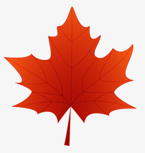红色枫叶图片免费下载_png素材_编号vo9iy23wv_图精灵