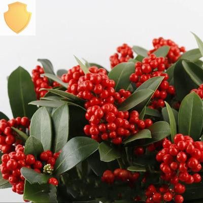 红玉季青植物室内盆观栽茵盆栽四红花卉紫玉花卉