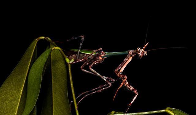 原创巴西雨林惊现新款独角螳螂