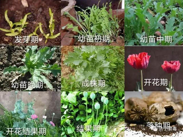 教你如何辨识~|芥菜|荠菜