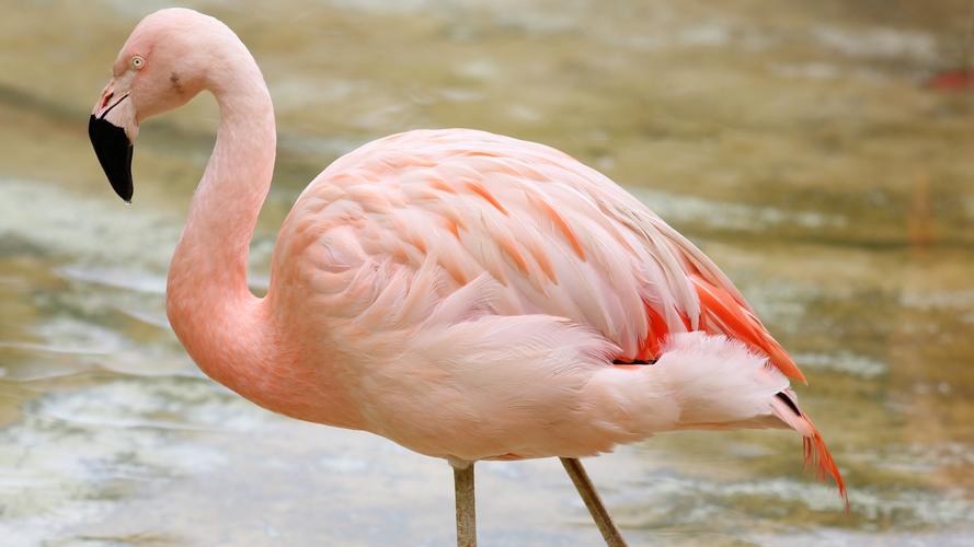 火烈鸟图片-动物壁纸-高清动物图片-第4图-娟娟壁纸