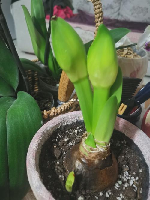 1月4号种下的四棵朱顶红,阿拉斯加alasca,雷诺娜ralona和精灵elvas