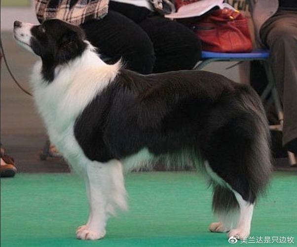 英国历年克鲁夫犬展边牧首席冠军欣赏