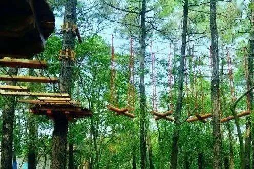 『端午·酉山酉水』一场奇幻的松鼠乐园亲子之旅3日自驾_丛林