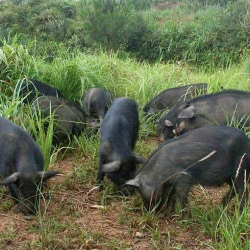 出售藏香猪幼崽活体纯种小猪仔黑猪巴马香猪活苗家养活物种猪养殖