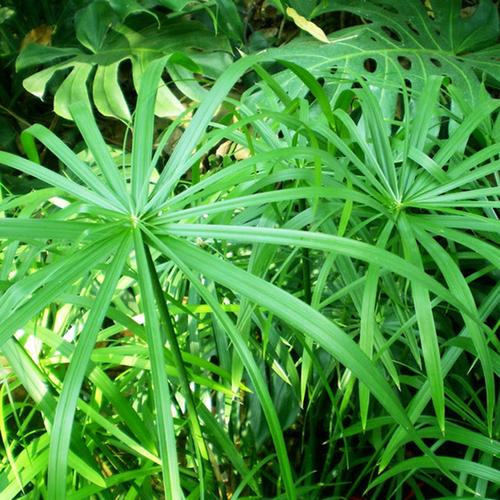 多年生水竹伞h草水生花卉植物旱风棕两草竹非常容易夏季水陆伞车