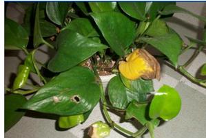 绿萝叶子发黄怎么办 导致绿萝叶子发黄的原因