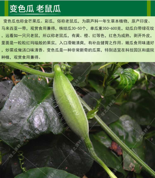 冲钻特价 促销 蔬菜 变色瓜种子 老鼠瓜 金芒果 结果量大