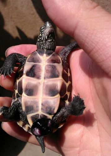 为什么乌龟的肠子出来了