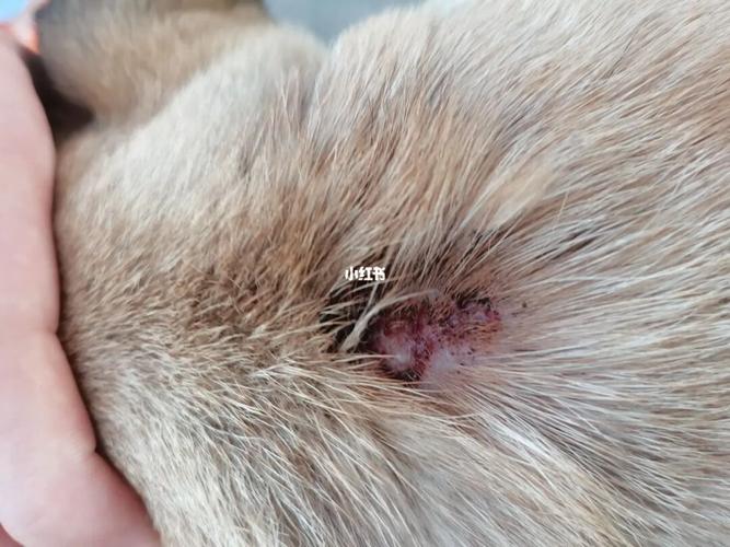 真菌?螨虫?湿疹?_螨虫_皮肤病_湿疹_脱毛_狗狗_宠物_狗_养狗经验