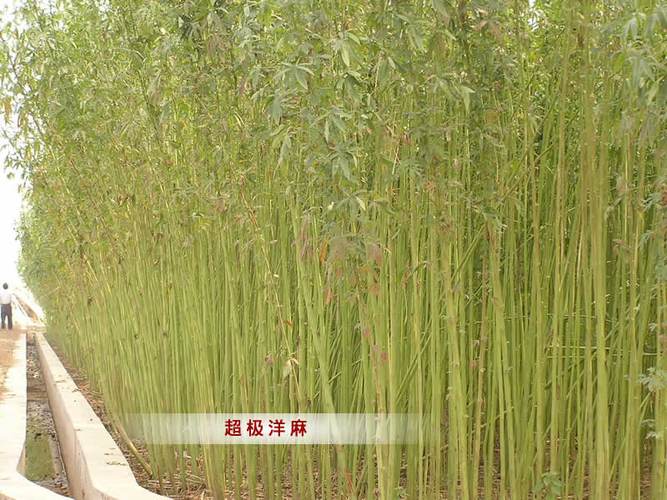  p>大麻,竺麻,亚麻,黄麻,简麻,洋麻等麻类植物,用取其麻纤维后剩下的