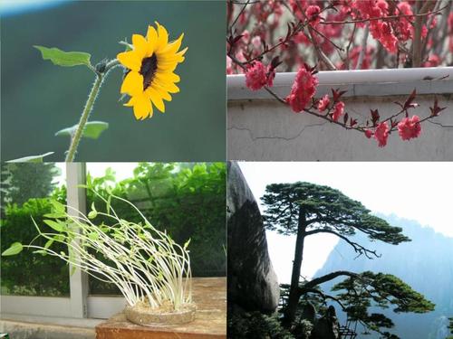 植物生长素发现(1609).ppt 32页