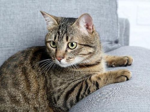 被cfa认证除名的中国狸花猫,到底有多优秀?