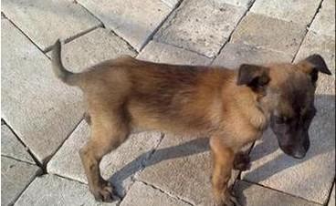 二个月马犬有多大