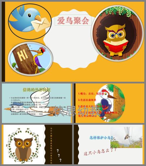 幼儿园大班社会《爱鸟聚会》ppt课件教案 - 快思幼教网