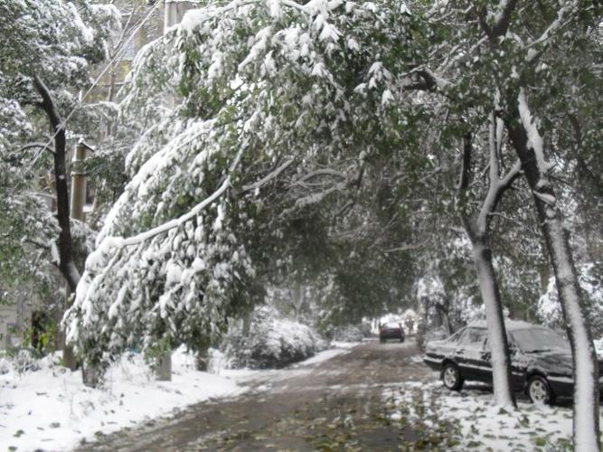 被大雪压弯的树木.