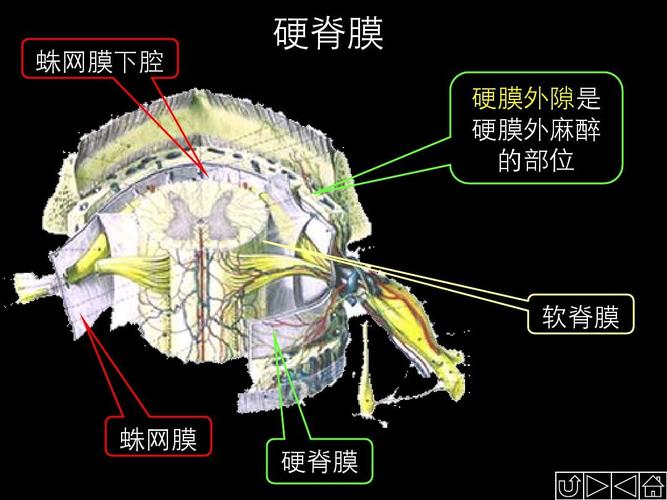 蛛网膜下腔 硬脊膜 硬膜外隙是 硬膜外麻醉 的部位 软脊膜 蛛网膜 硬