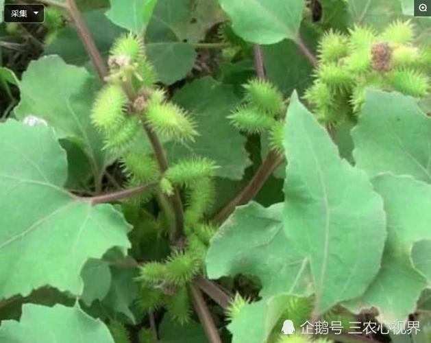 农村山上很常见的5种中草药,最后一种很美,倒数第二种很气人!