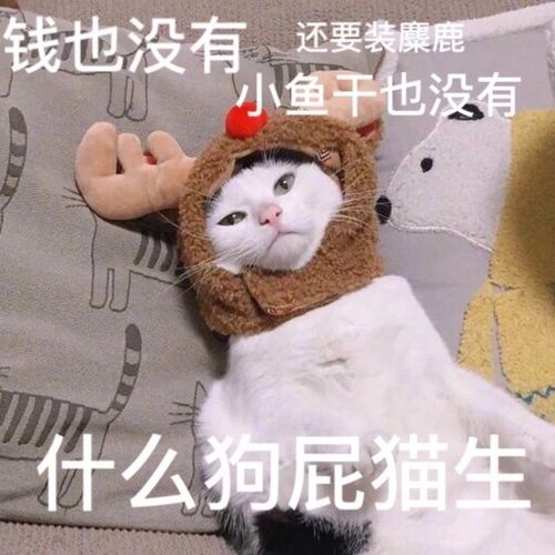 还要装麋鹿,什么狗屁猫生_猫生_麋鹿_狗屁_小鱼_没有表情