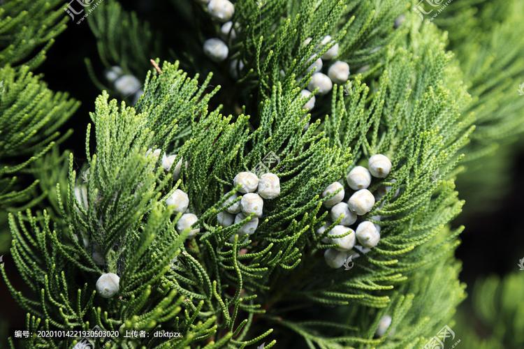 [正版商业]龙柏花