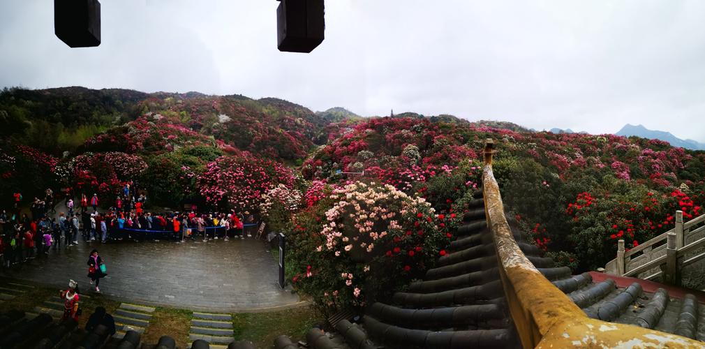 百里杜鹃花