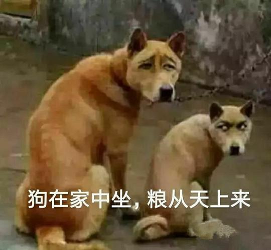 狗在家中坐,粮从天上来(吃狗粮)_粮从_天上_家中表情