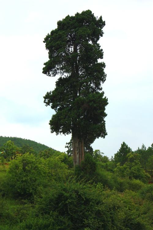 有没有见过参天大树,这就是