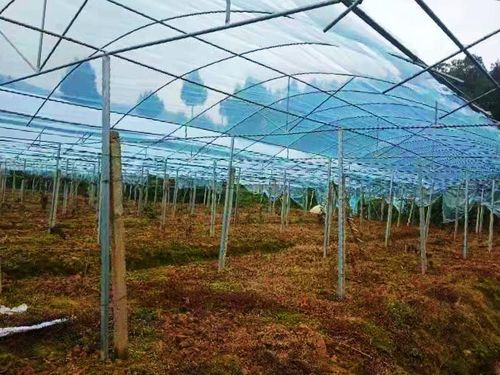 66亩猕猴桃避雨大棚.