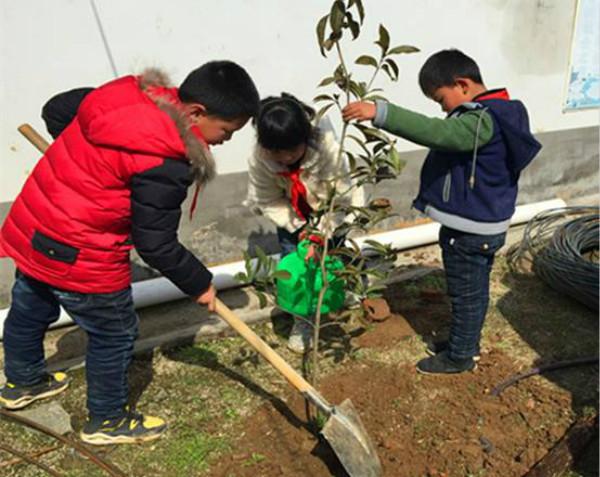 饶坂小学积极开展我为校园添一抹绿色植树活动