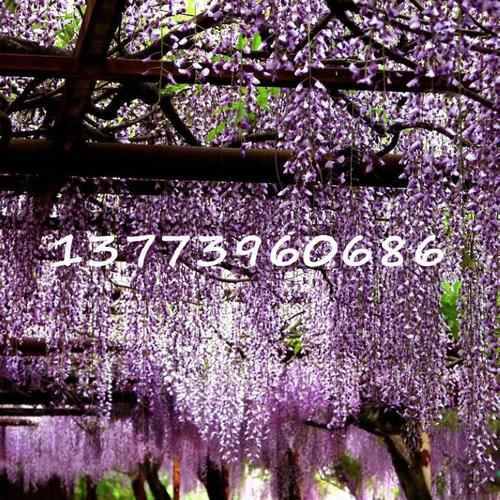 批发攀援植物 多花紫藤 紫藤花苗 爬藤植物藤本树苗植物盆栽5年苗