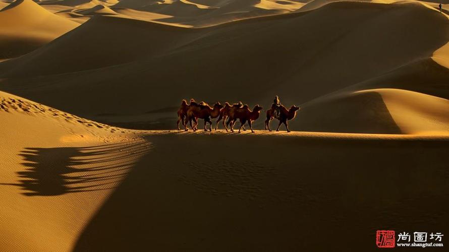 《行走沙漠-trudge in the desert》摄影:黄冬梅 彩色开放组 mol勋带